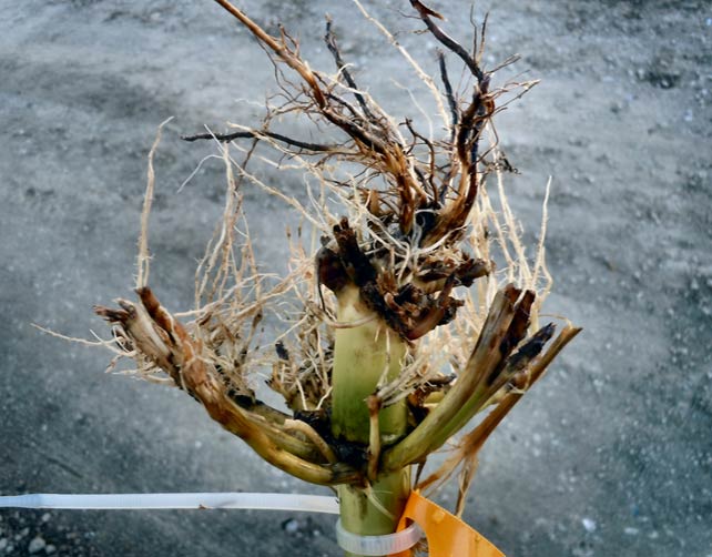 Heavy corn rootworm feeding on unprotected root.