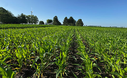 Opportunistic study of flooding effects was conducted in a corn research field after excessive rainfall rendered the experiment originally planned for the site unusable