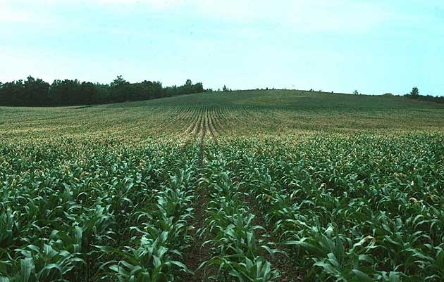 Photo - Cold air flows into low areas of hilly cornfield, resulting in differential crop damage within the field.