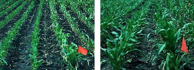 Photo - Side-by-side - Showing clipped and unclipped treatment of corn damaged from frost, 2 and 3 weeks after frost event.