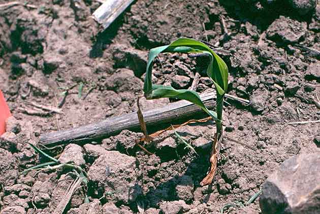 Photo - Corn seedling eight warm days after frost damage occurred.