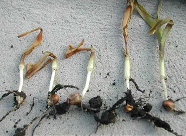 Photo - Corn seedlings with a range in damage from frost injury when plants were at V1-V2 stages.