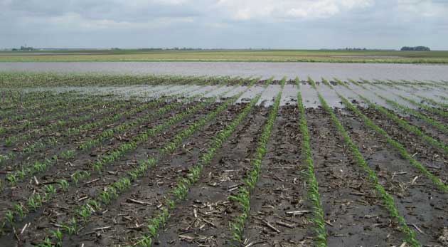 Photo - Flooded field in spring - crops just starting to appear.