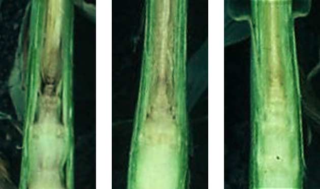 Photos - Side-by-side - Growing points of dissected corn plants after frost at V5-V6 stage, 2 damaged, 1 healthy.