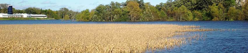Flooded cornfield - water ponding at the edge Flooded cornfield - water ponding at the edge
