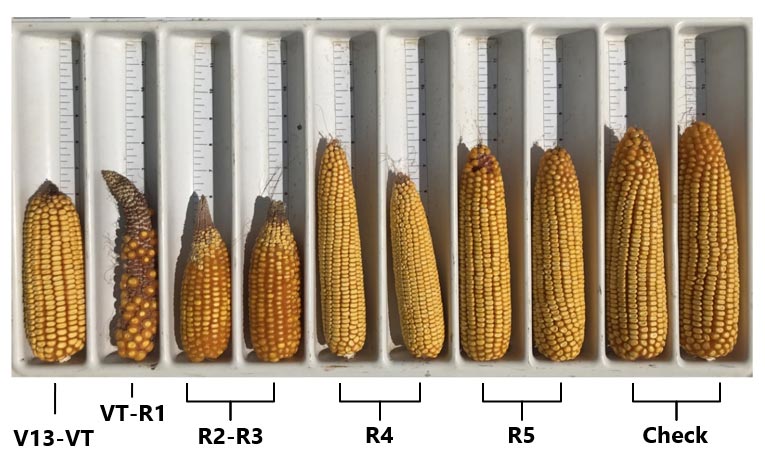 Photo - Comparison - Shade treatment effects on corn pollination and ear length.
