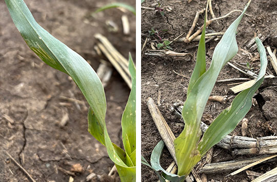 Silver-gray appearance on leaves of corn plants caused by radiational cooling injury