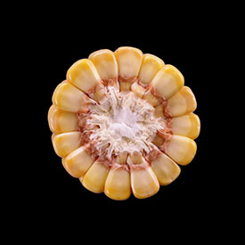 Corn Ear at Stage R5-25 - One Quarter Milk Line