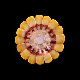 Corn Ear at Stage R5-5 - One Half Milk Line