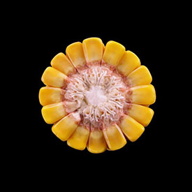 Corn Ear at Stage R5-75 - Three Quarters Milk Line