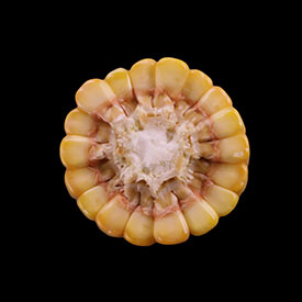 Corn Ear at Stage R5 - Beginning Dent