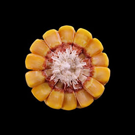 Corn Ear at Stage R6 - Physiological Maturity
