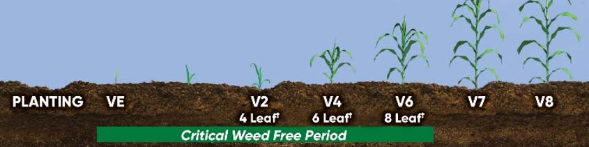 Illustration - Critical Period of Weed Control in Corn (VE-V6)
