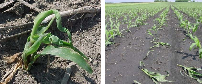 Photo - Group 4 herbicide injury in corn.