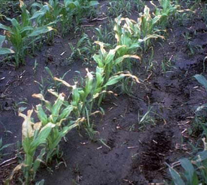 Photo - Group 6 herbicide injury in corn