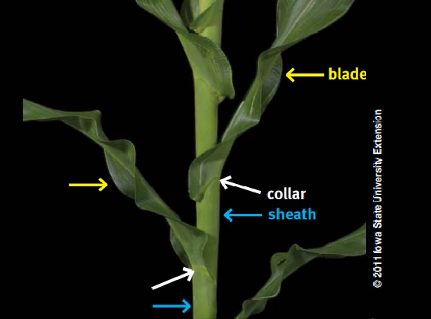 Photo - Corn plant showing fully emerged leaves with visible leaf collars.