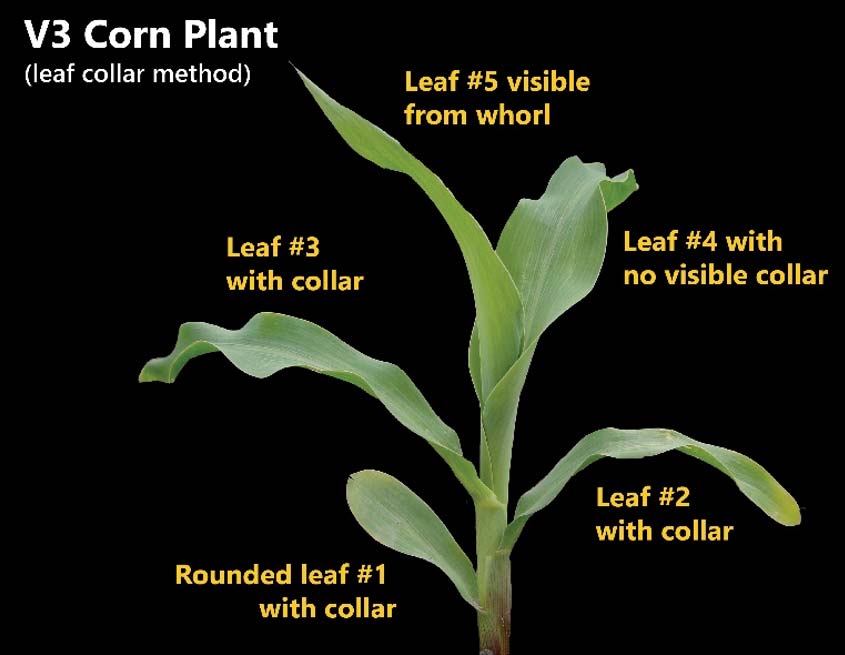Photo - Corn plant staged as V3 according to the leaf collar method.