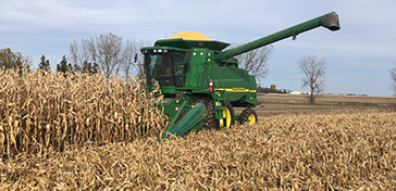 Corn harvest operation