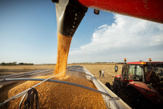 Harvested corn kernels pouring from combine into wagon