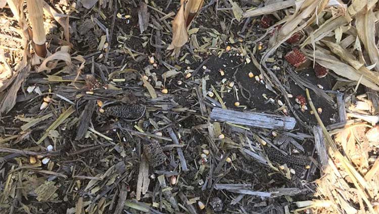 Kernels on the ground from shelling at the combine head.