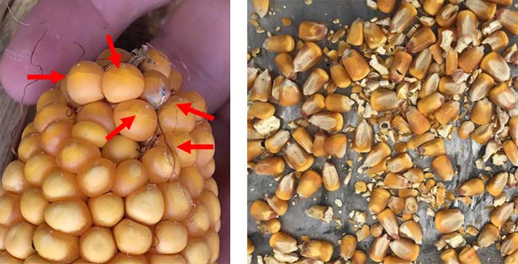 Stress cracks on corn kernels that can lead to more fines.