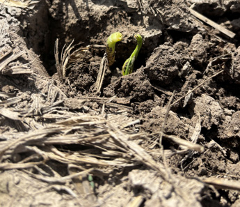 Broken hypocotyl from working to push through the soil crust