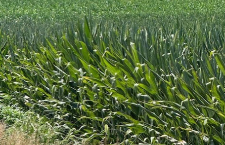Corn plants showing damage from anhydrous burn
