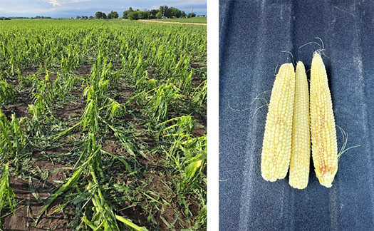 Hail damage - July 10 - Lee and Carroll counties
