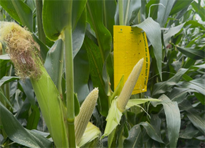 Corn pollination 2025 - Northern Illinois