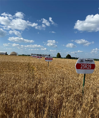 Pioneer Wheat Plot - DeKalb County IL - July 10