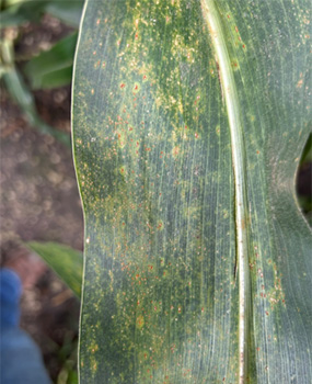 Southern rust on corn leaf