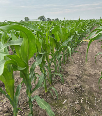 Beginning of mid-season corn growth vigor