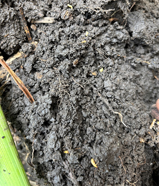 CRW larvae and adults under the soil surface