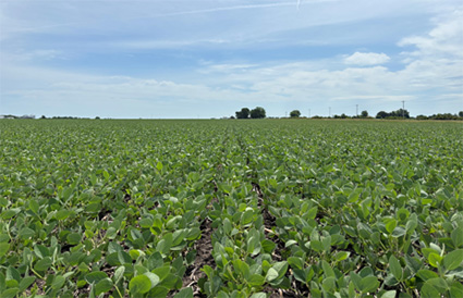 Mid-season soybean growth vigor