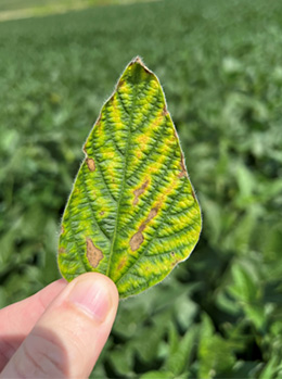 Sudden death syndrome