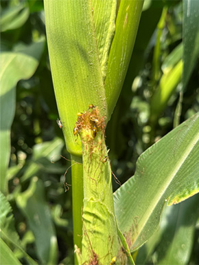 Pests on immature corn ear
