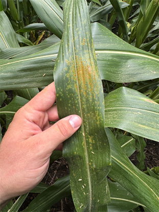 Corn leaf showing disease symptoms - midseason