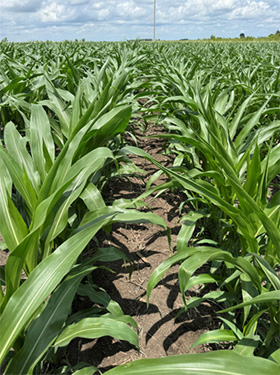 Corn rows midseason
