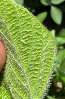Aphids starting to show up in soybeans later in the season