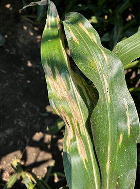 Northern corn leaf blight observed in July in Fillmore County MN