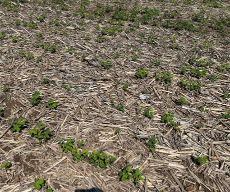 Tar Spot symptoms on corn leaf