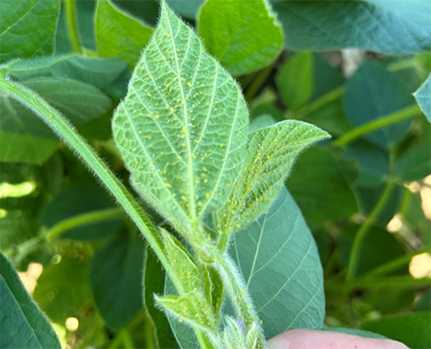 Soybean aphids observed in Mower County MN