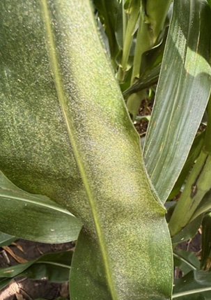 Spider mites infesting a corn leaf