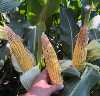 Tip back on corn ears - solar radiation loss