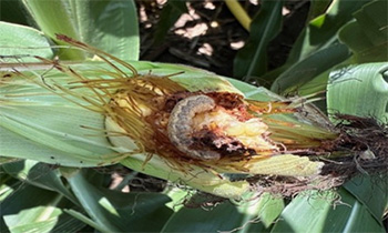 WBCW in corn ear tips