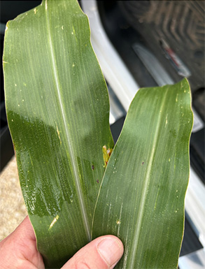 Tar spot observed in July in Olmstead County MN