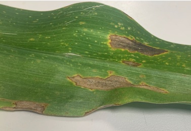 Anthracnose Leaf Blight - Johnson and Iowa counties IA