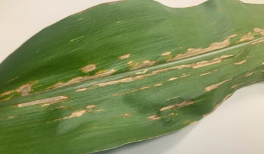Bacterial Leaf Streak on corn leaf - Cedar County IA