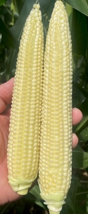 Very good pollination across SE IA