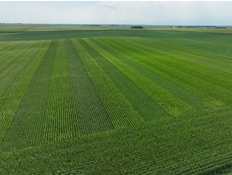 Great looking population trial near Keystone Iowa showcasing some exciting new hybrids for SE Iowa
